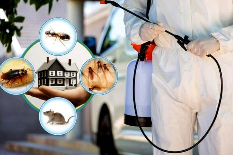 Why Choose Clean Pest Control India